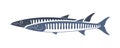 Barracuda logo. Isolated barracuda on white background